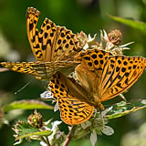 Silver Washed Fritillaries in cop