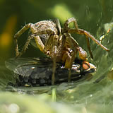 Funnel Web Spider devouring prey