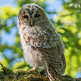 Juvenile Tawny Owl