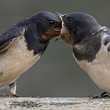 Swallow feeding Young