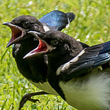 Young Magpies
