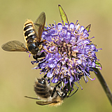Hoverfly on Devil's bit Scabious