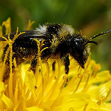 Ashy Mining Bee on Dandelion