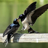 Swallow feeding Youngster