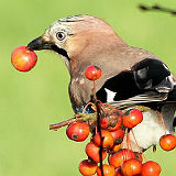 Jay with Crab Apple