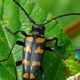 Four Banded Longhorn Beetle