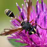 Conopid Fly on Knapweed