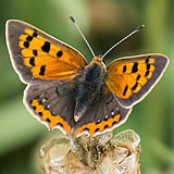 Small Copper