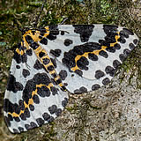 Magpie Moth