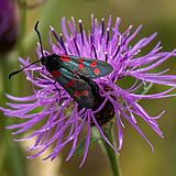 Six Spot Burnet Moth