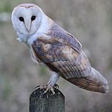 Barn Owl