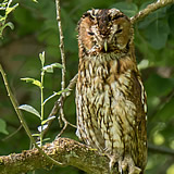 Tawny Owl