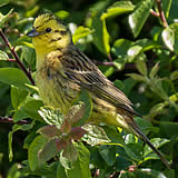 Yellowhammer