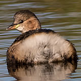 Little Grebe