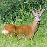 Roe Deer