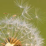 Dandelion Clock