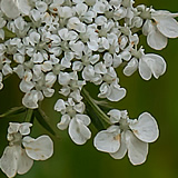 Wild Carrot