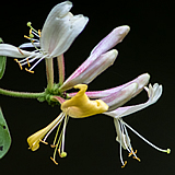 Honeysuckle