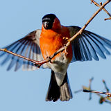 Bullfinch