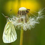 Green Veined White