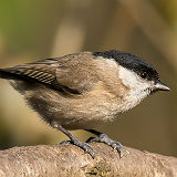 Marsh Tit