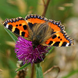 Small Tortoiseshell