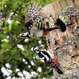 Greater Spotted Woodpeckers