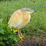 Squacco Heron