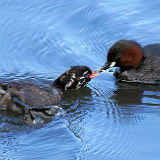 Little Grebe feeding Juvenile