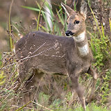 Roe Deer