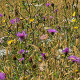 Wildflower Meadow