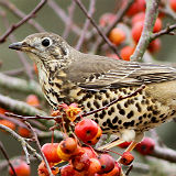 Mistle Thrush