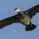 Cormorant