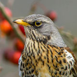 Fieldfare