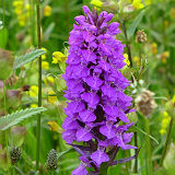 Southern Marsh Orchid