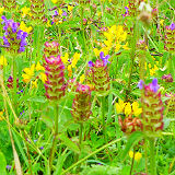 Flower Meadow