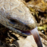 Slow Worm