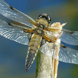 Four Spot Chaser