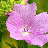 Musk Mallow