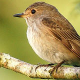 Spotted Flycatcher