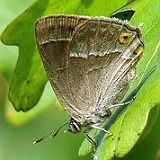 Purple Hairstreak